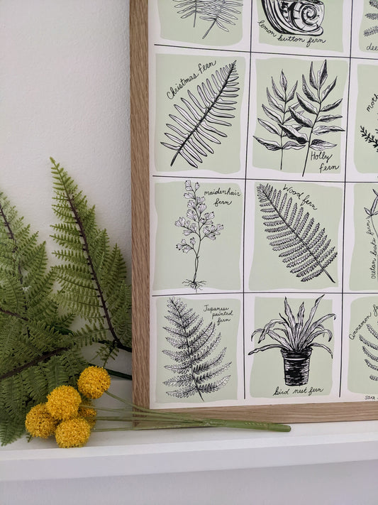 art print | fern specimens