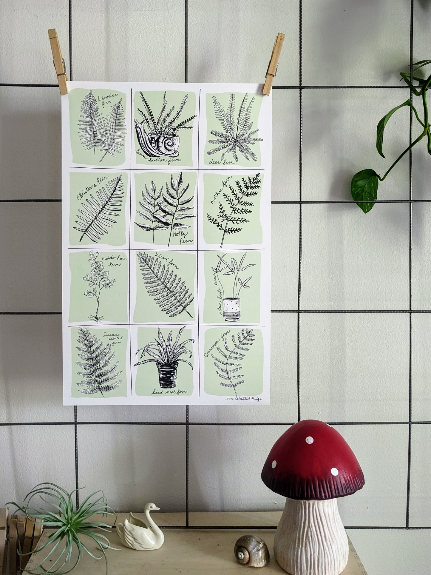 art print | fern specimens