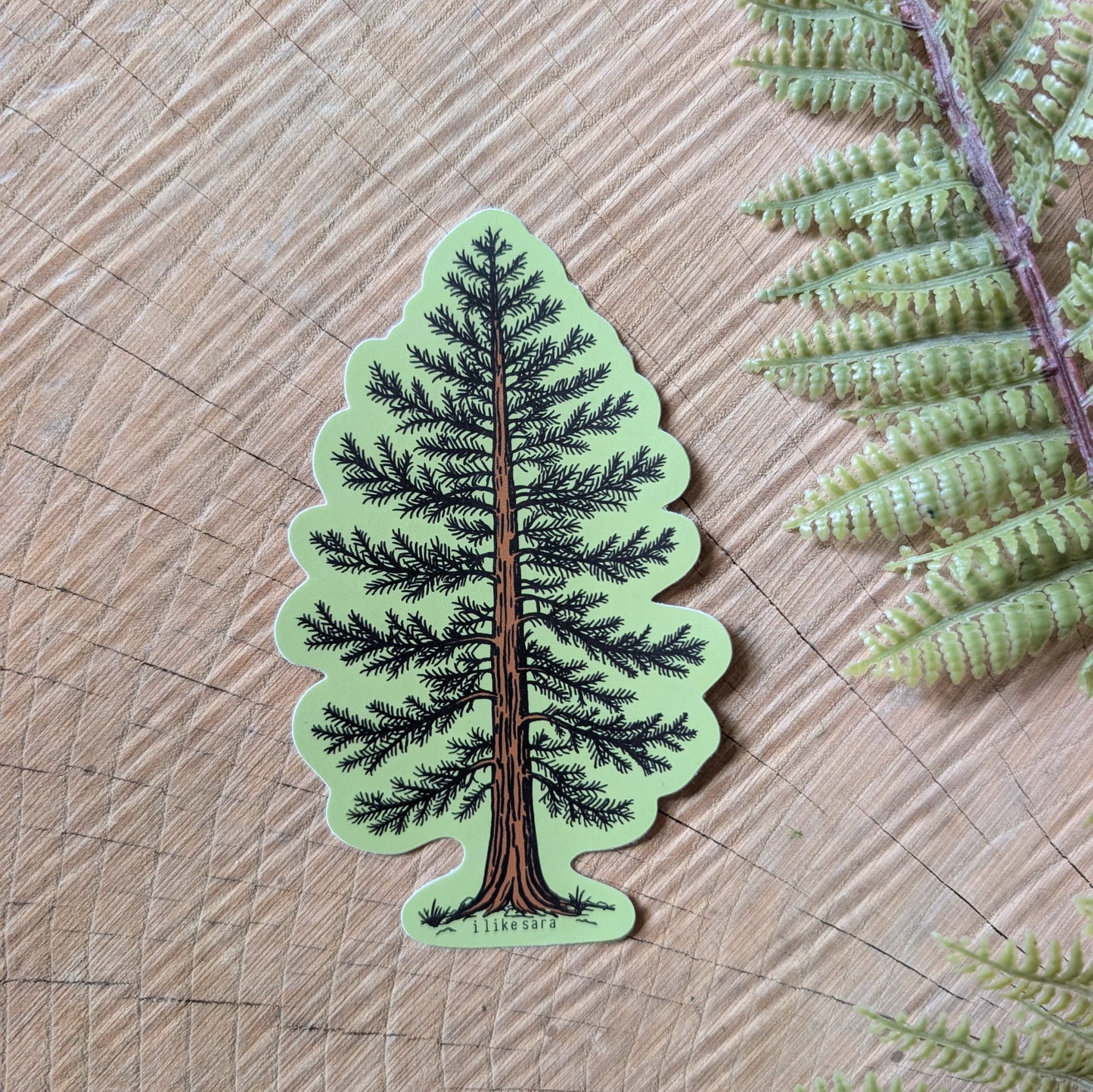 sticker | Eastern White Pine - waterproof uv-resistant vinyl tree decal