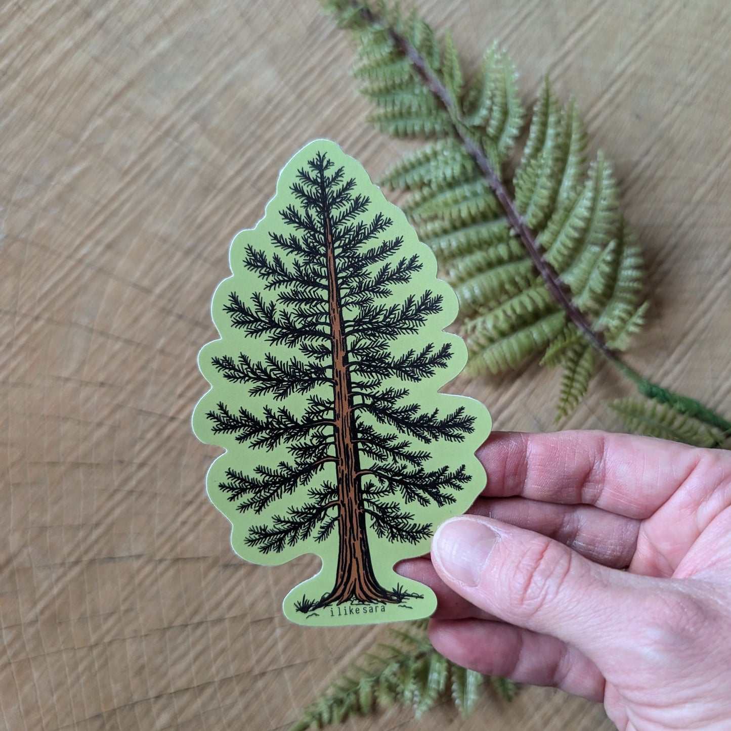 sticker | Eastern White Pine - waterproof uv-resistant vinyl tree decal