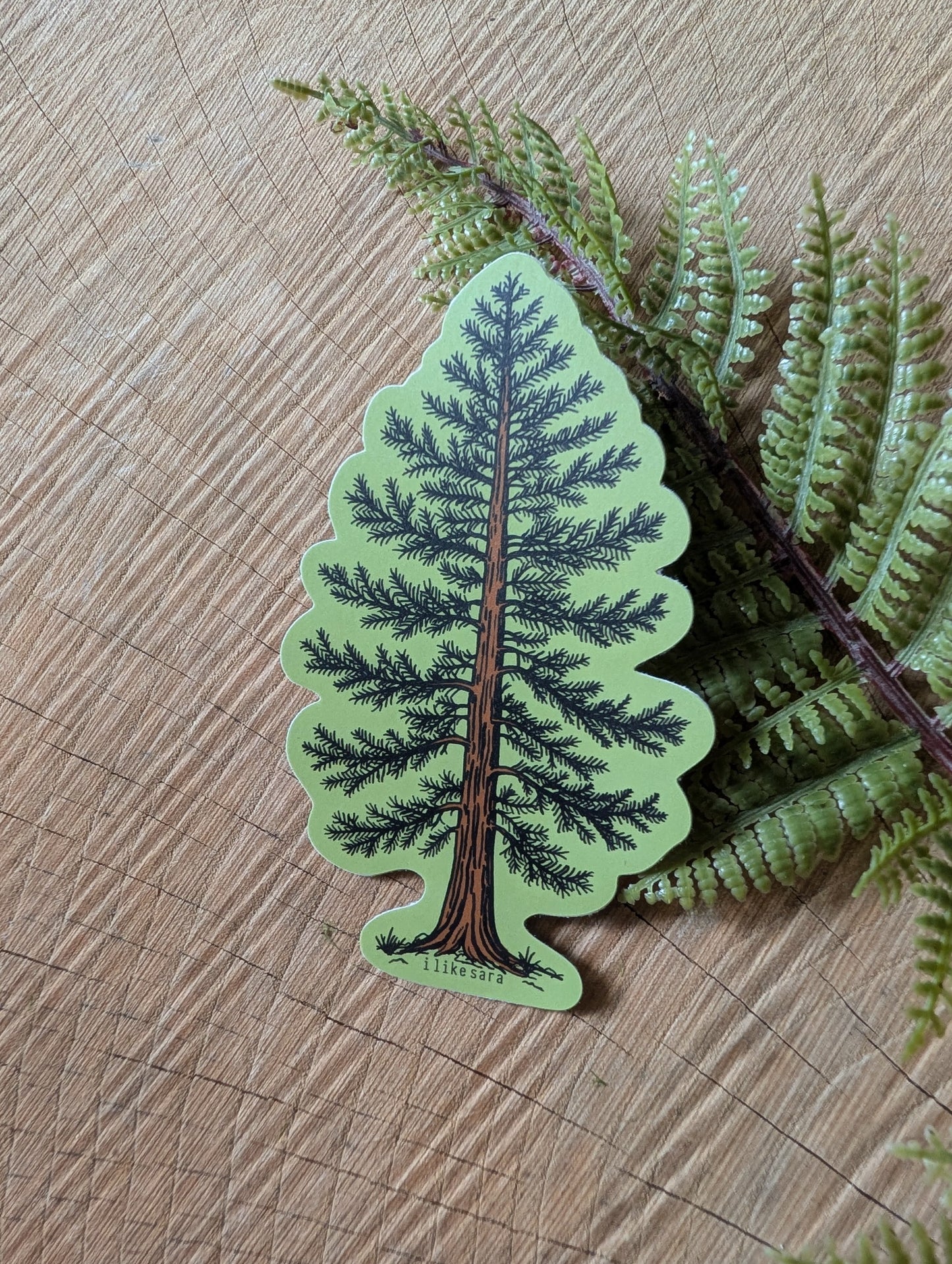 sticker | Eastern White Pine - waterproof uv-resistant vinyl tree decal