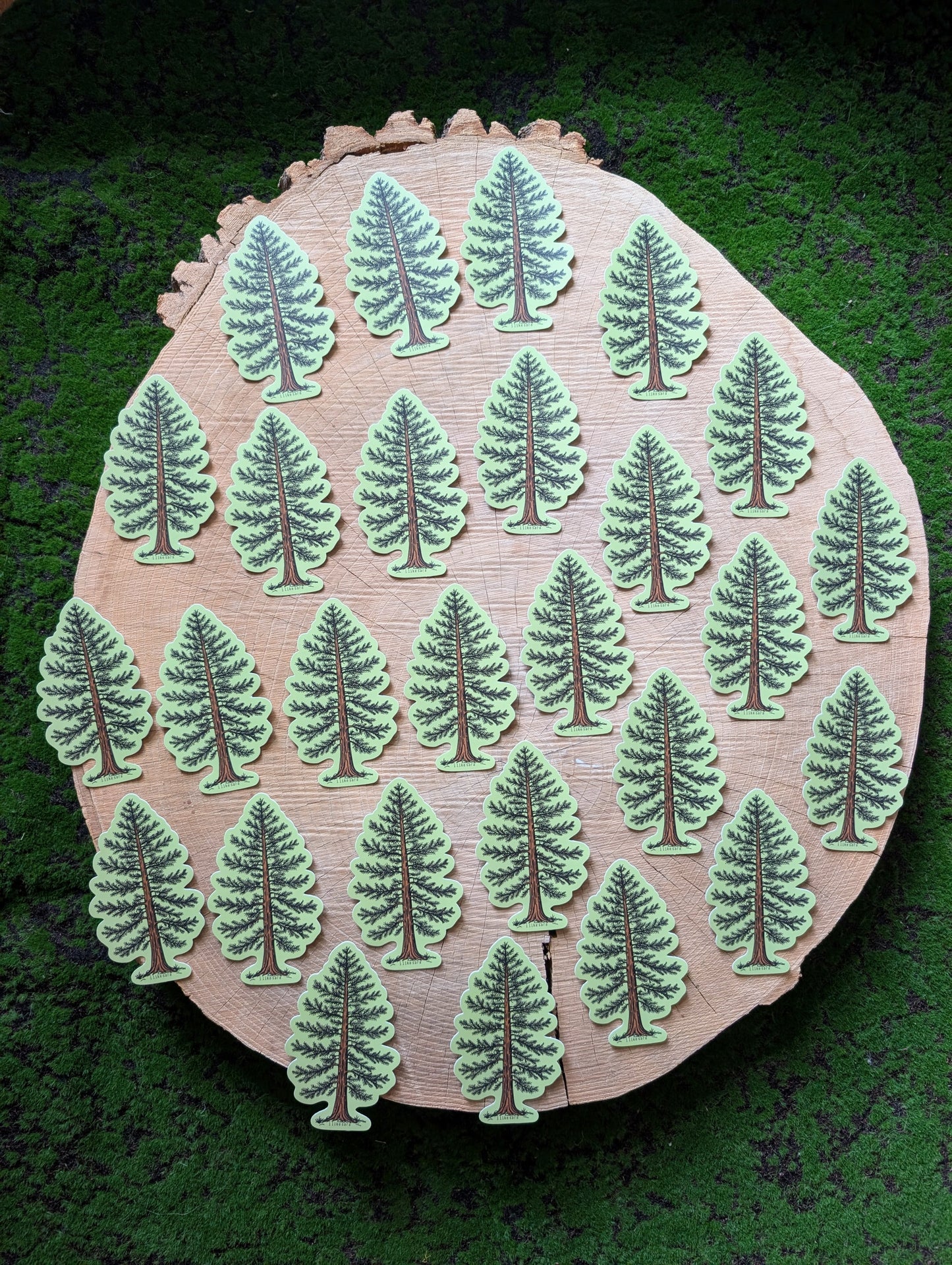 sticker | Eastern White Pine - waterproof uv-resistant vinyl tree decal