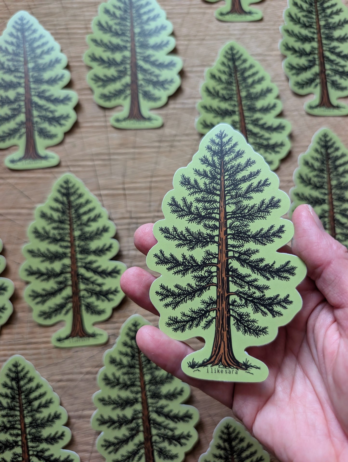 sticker | Eastern White Pine - waterproof uv-resistant vinyl tree decal