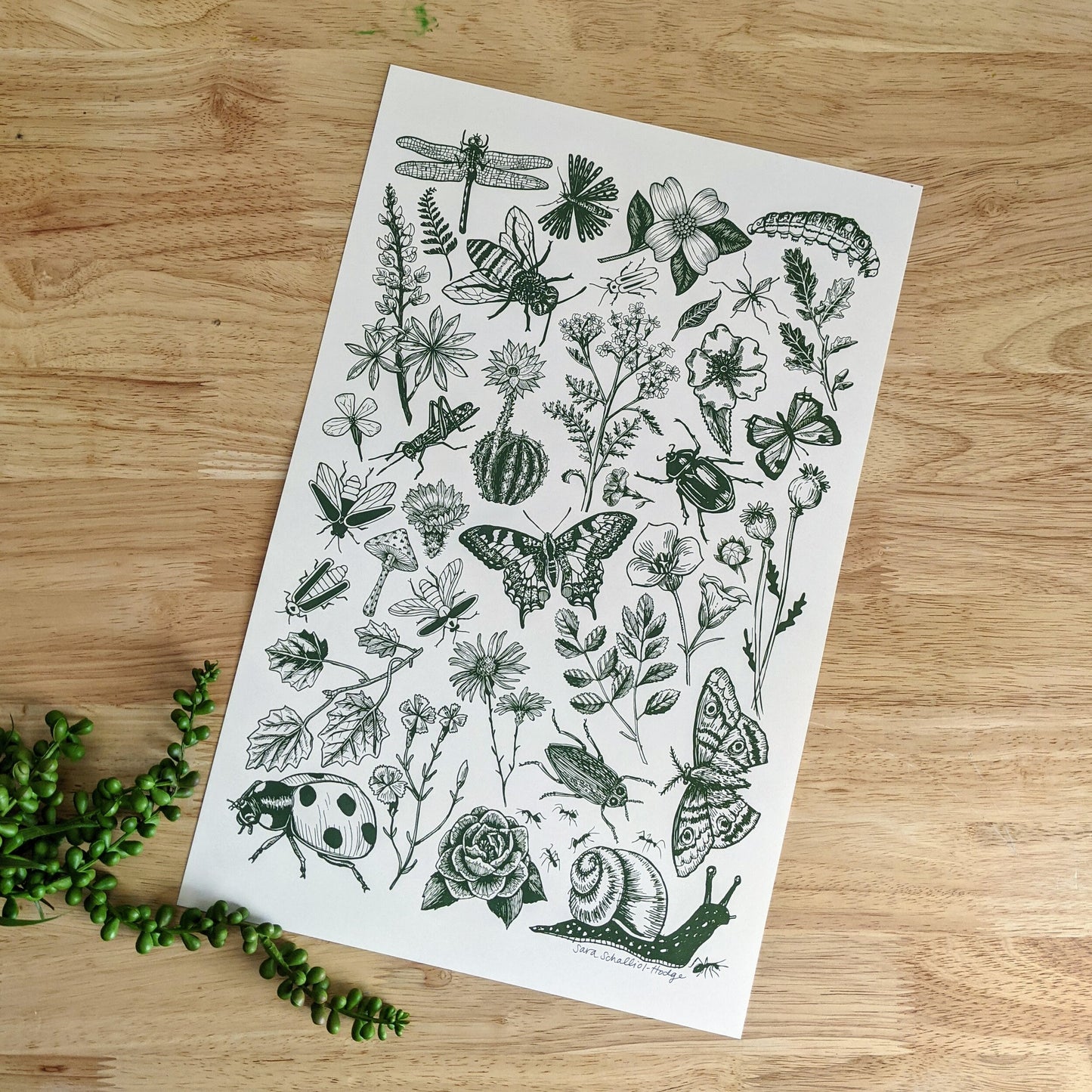 art print | bugs & blooms