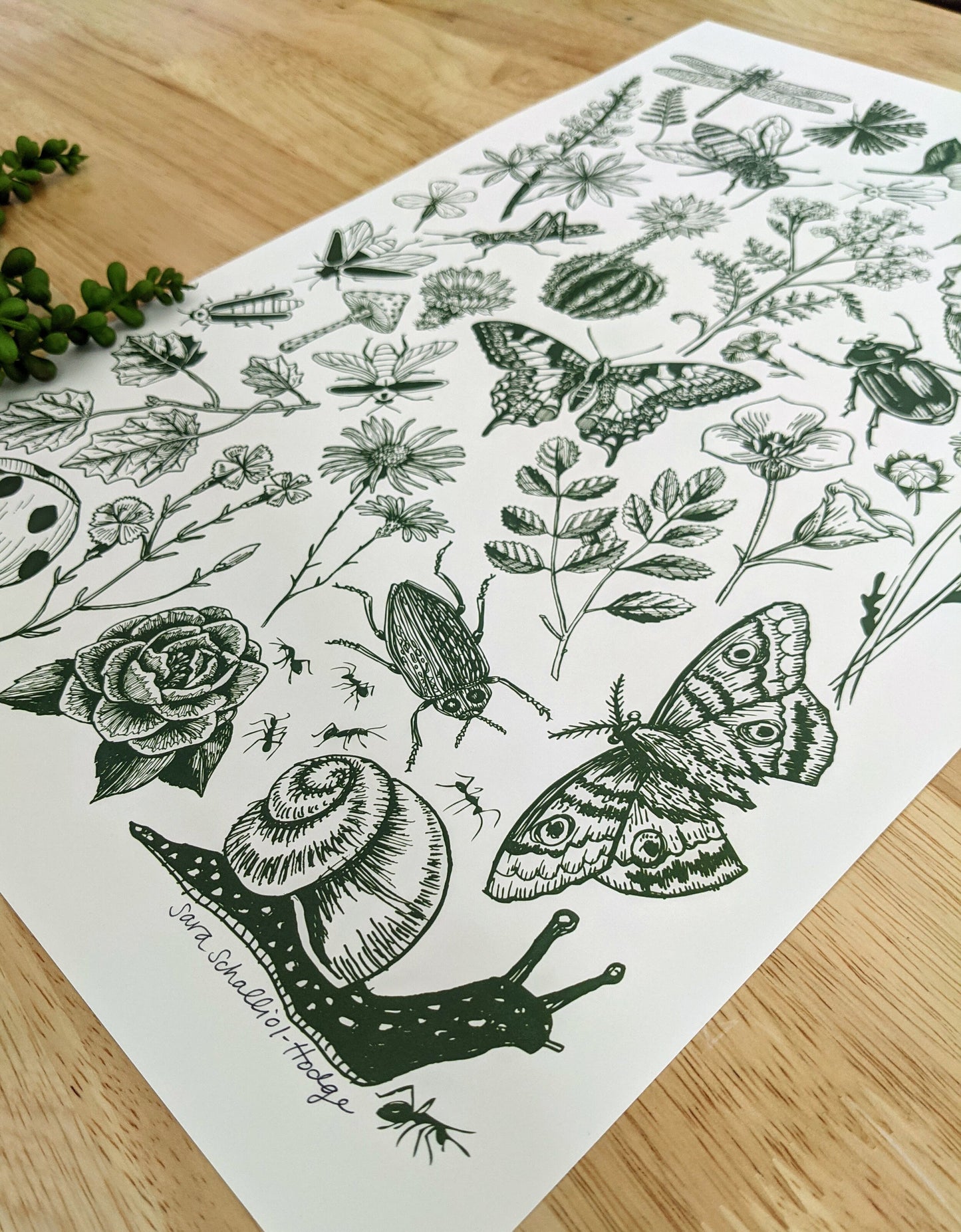 art print | bugs & blooms