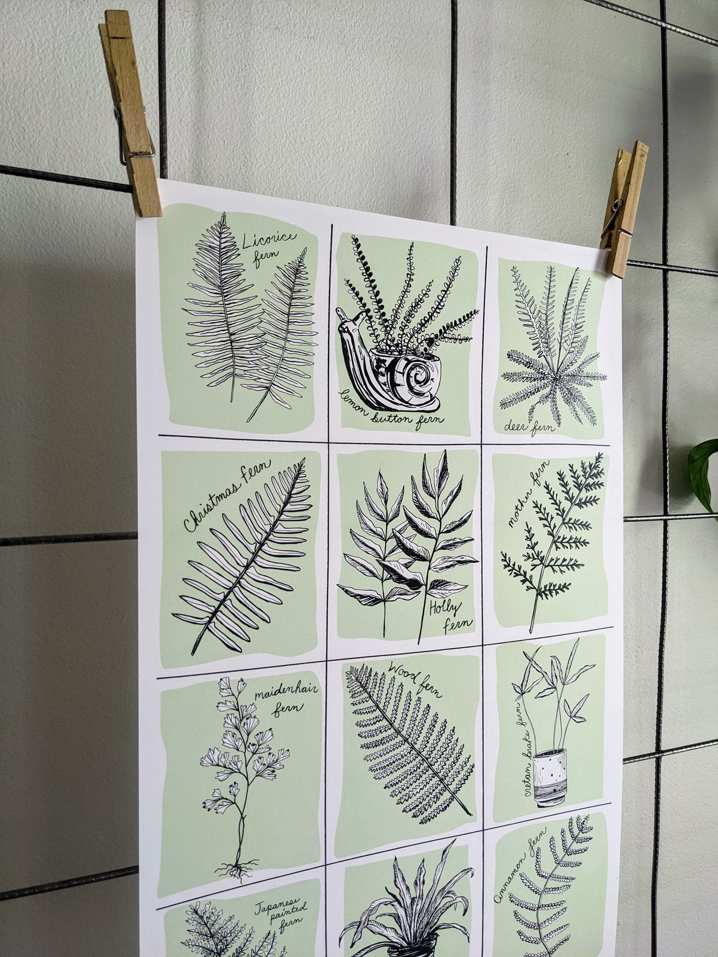 art print | fern specimens