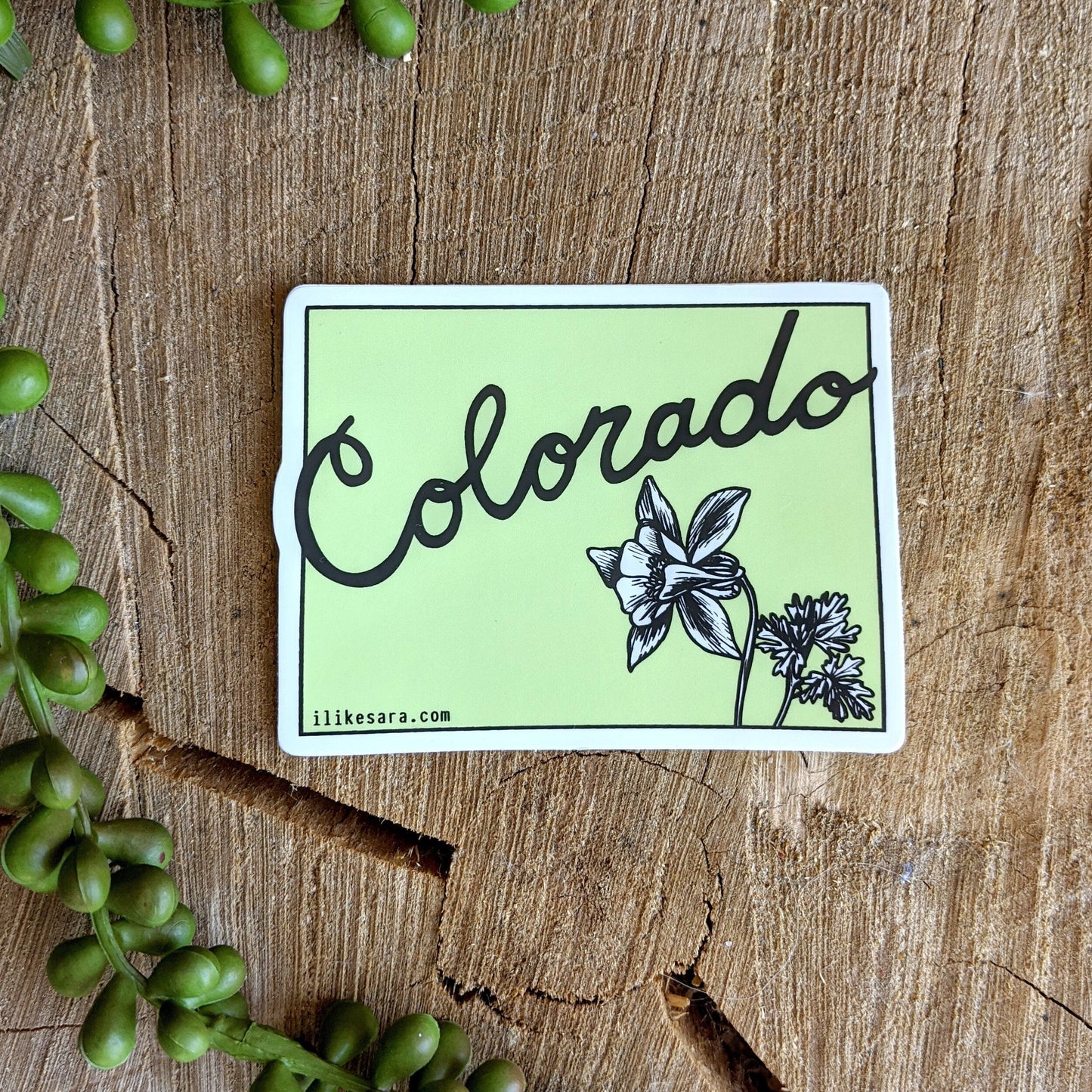 sticker | colorado state columbine - waterproof uv-resistant vinyl state flower decal